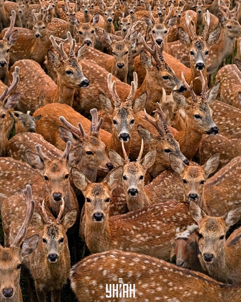 Med severnimi jeleni morate v 11 sekundah najti tri koze: zelo zapletena optična iluzija