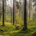 Katera žival je skrita na sliki: le nekaj ljudi bo