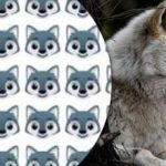 Le redki lahko najdejo volka: zanimiva ugankarska igra