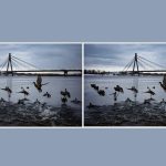 V 10 sekundah poiščite 3 razlike na fotografiji rac: neverjetna